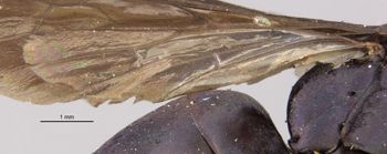Media type: image;   Entomology 10010 Aspect: Wing hind